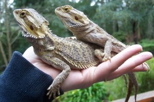 lizard