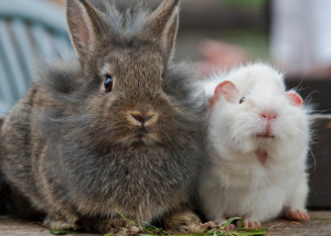 rabbitsguinea